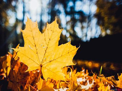 為什麼秋季是治療白癜風的最佳季節？