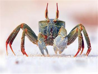 白癜風患者能吃螃蟹嗎？