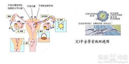 治療銀屑病最好的中藥