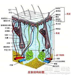 油性皮膚如何治脫發