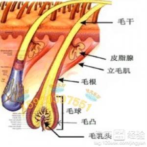 溢脂性脫發吃水果可以治療好嗎