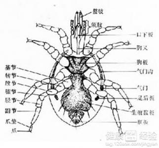 疥瘡結節,是怎麼感染的