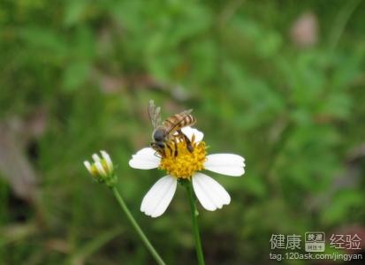 用這些食物來對抗過敏現象，你知道嗎