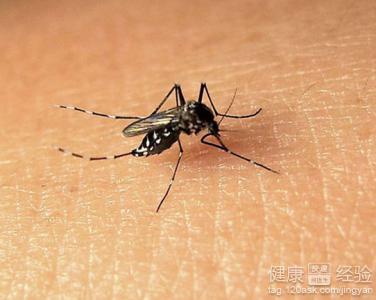 夏季來到，蚊蟲叮咬致皮炎怎麼辦？