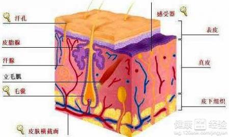 脂溢性皮炎日常接觸怎麼防感染