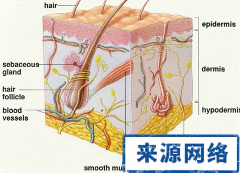 白癜風 青少年 加強鍛煉